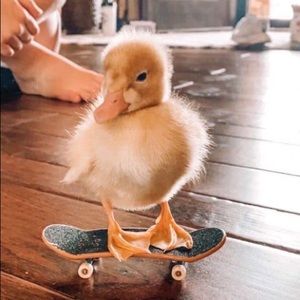 Meet your Posher, Gracie